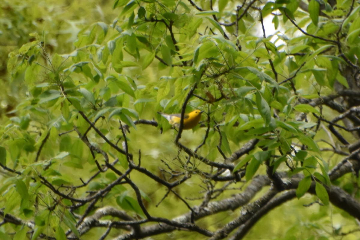 Prothonotary Warbler - Valerie Burdette