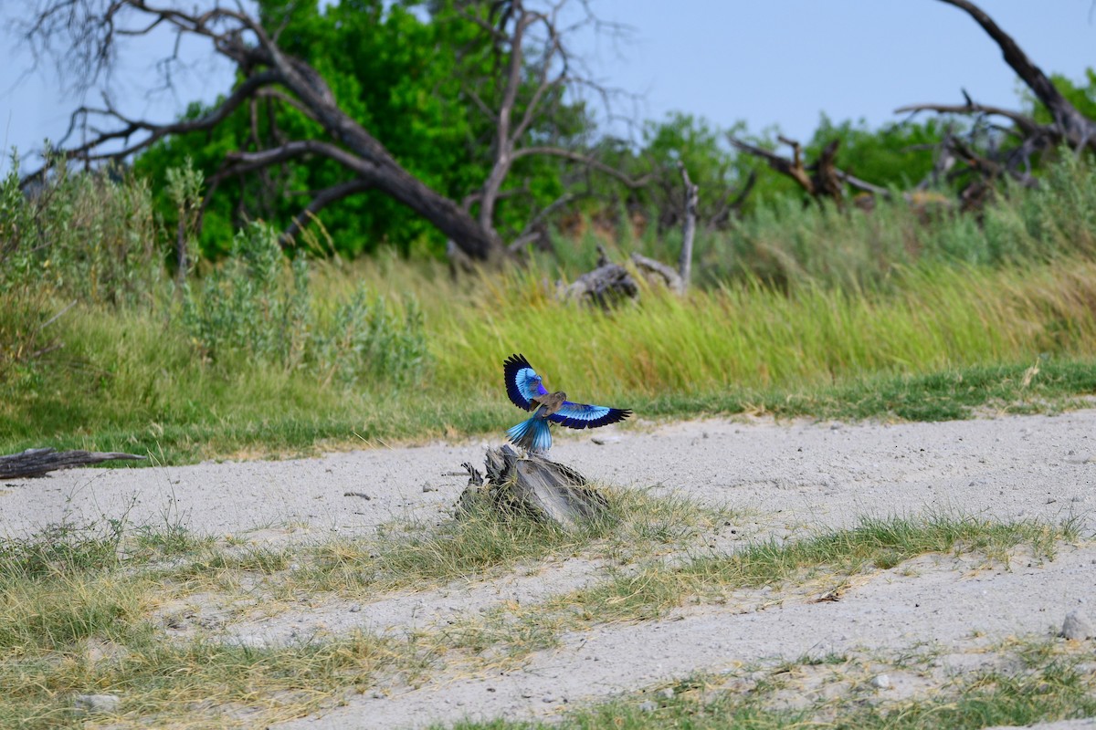 Lilac-breasted Roller - Cole Penning