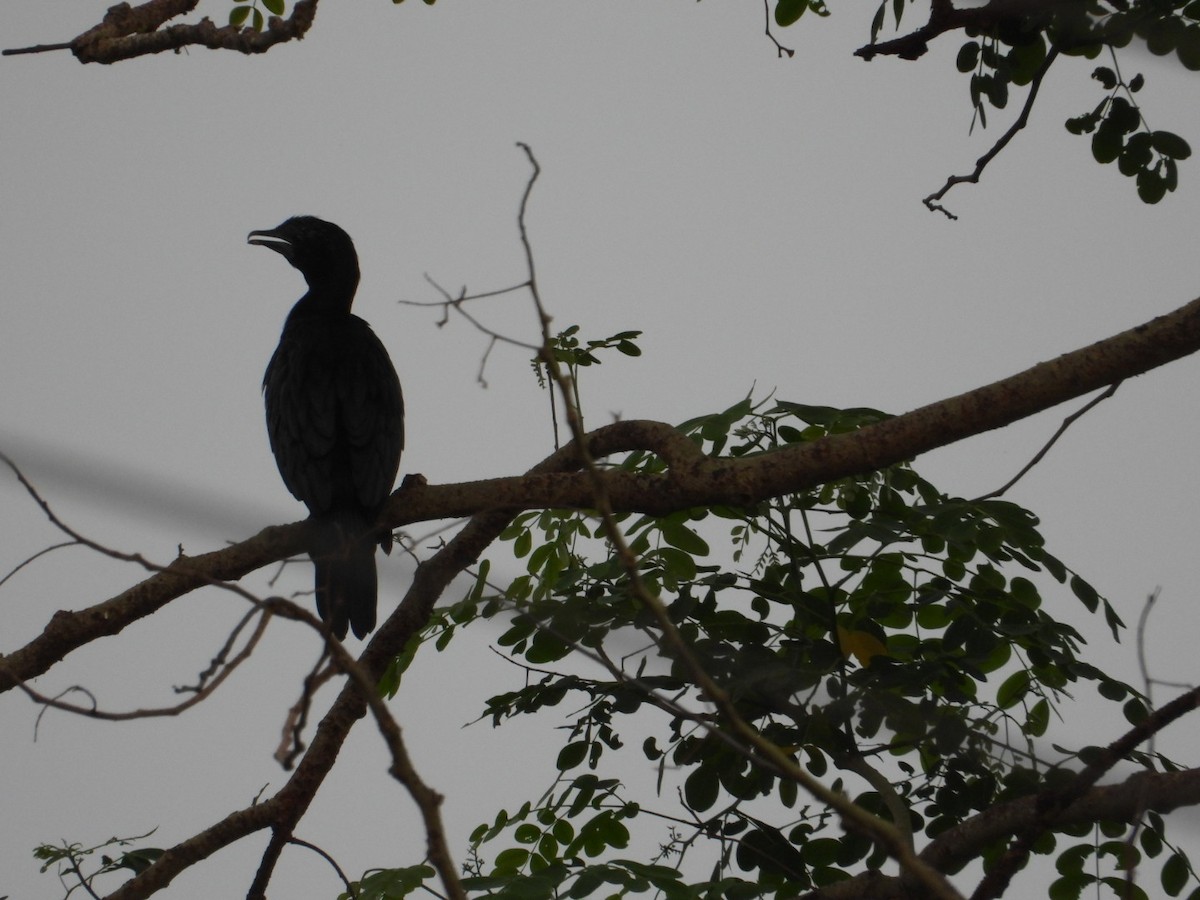 Little Cormorant - VANDANA MOON