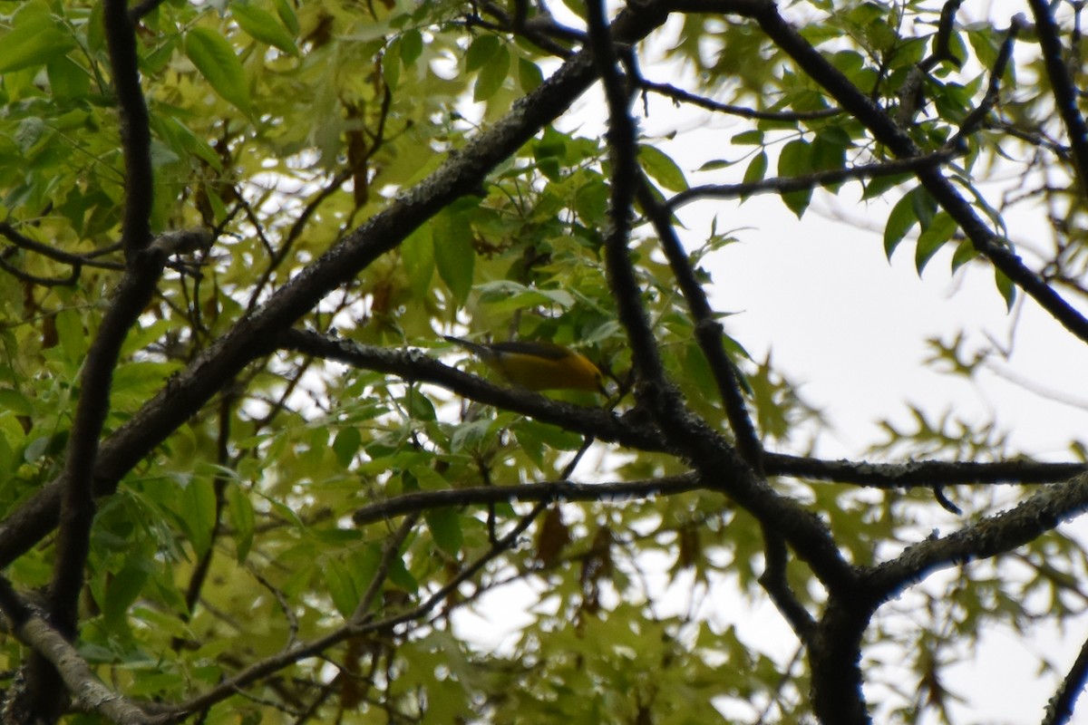 Prothonotary Warbler - Valerie Burdette