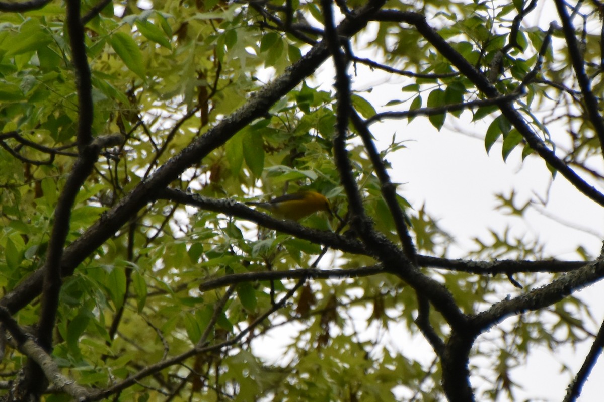 Prothonotary Warbler - Valerie Burdette