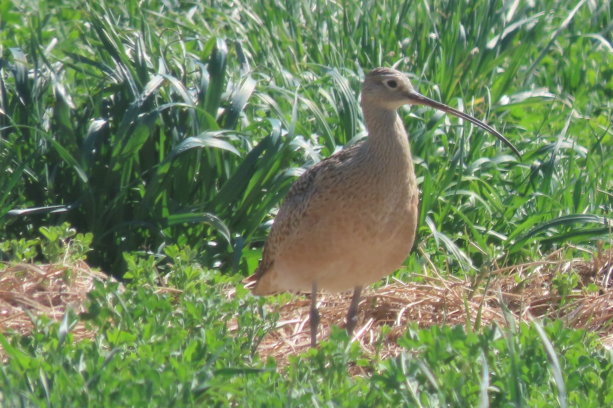 Long-billed Curlew - Mike Lesnik