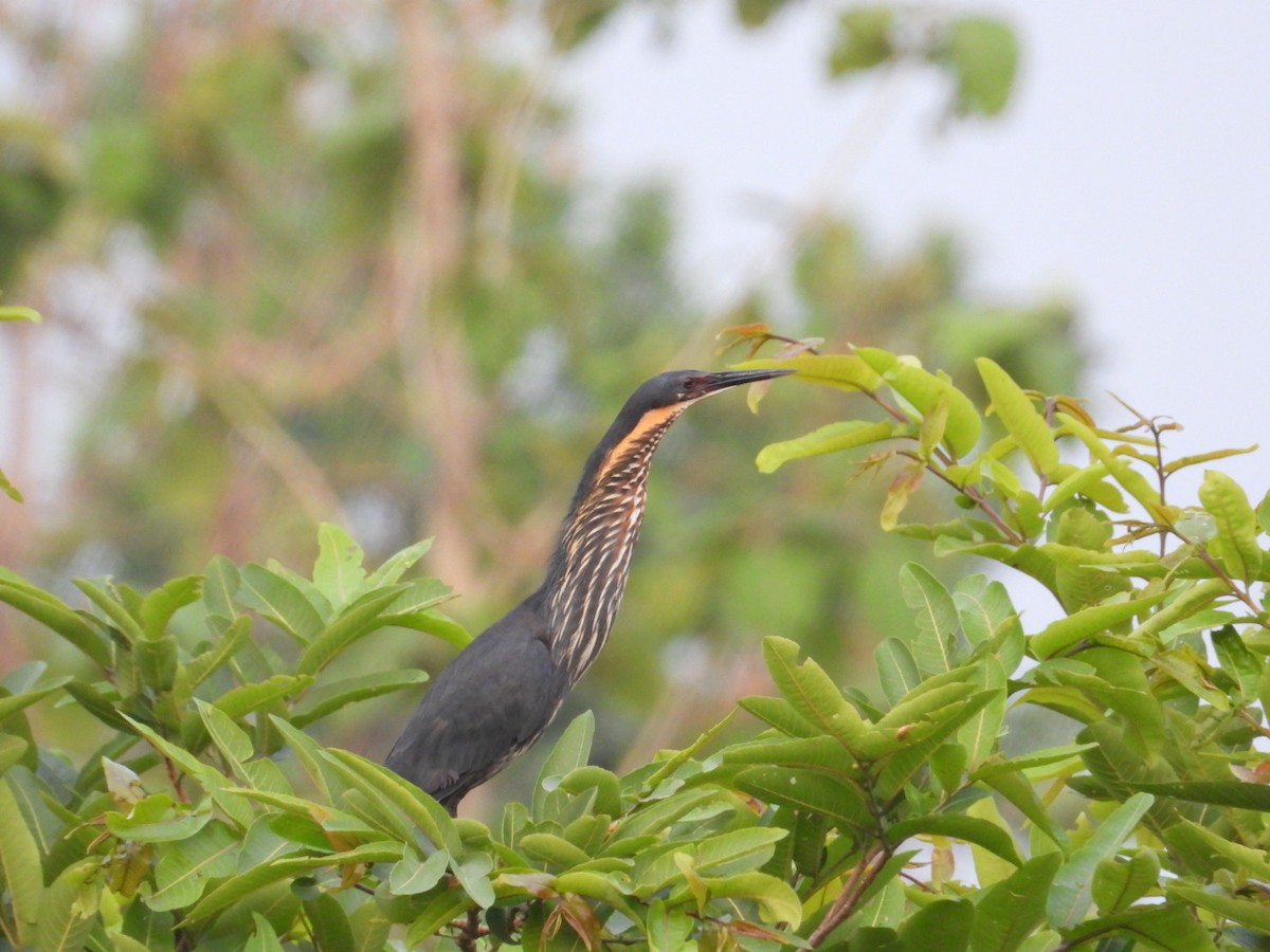 Black Bittern - VANDANA MOON