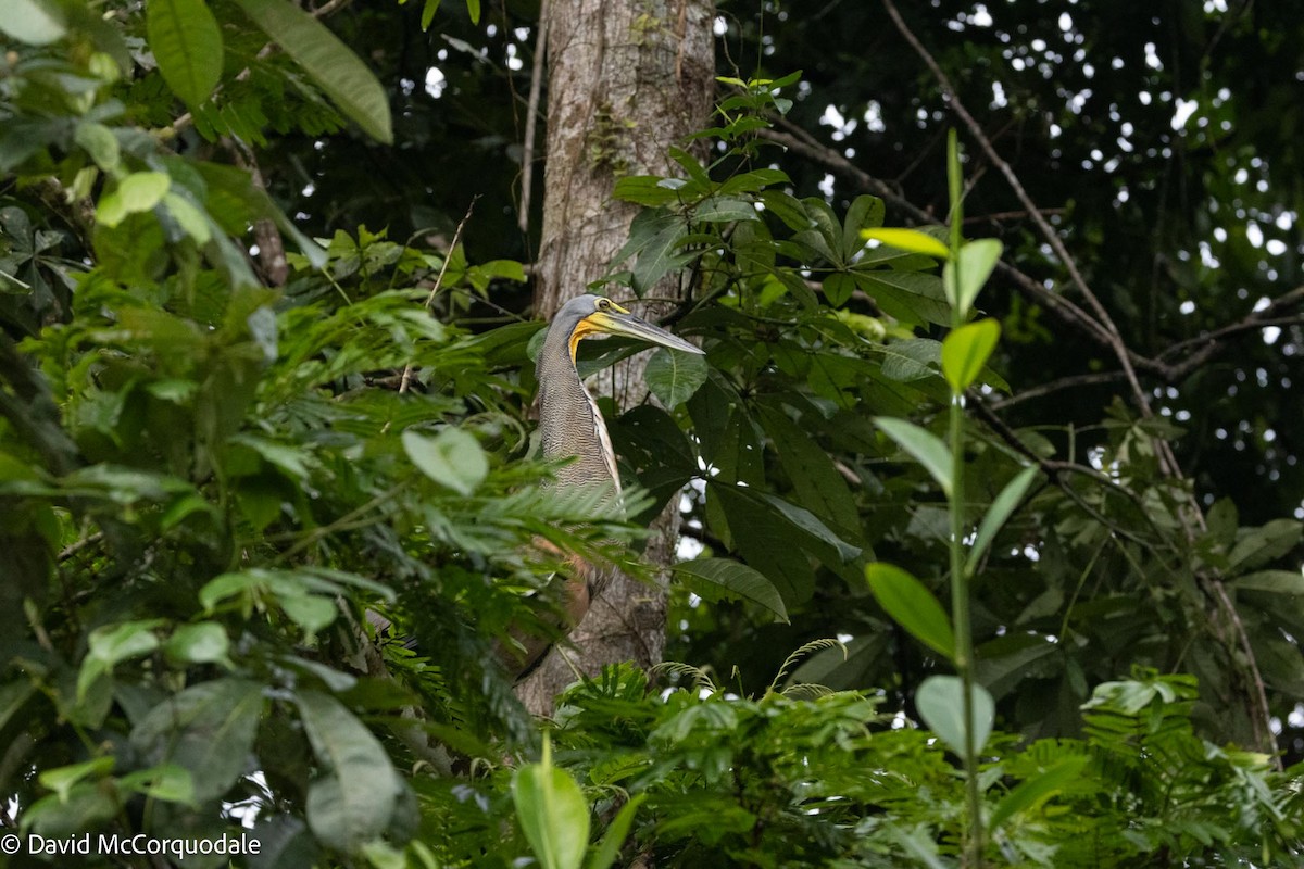 Bare-throated Tiger-Heron - David McCorquodale