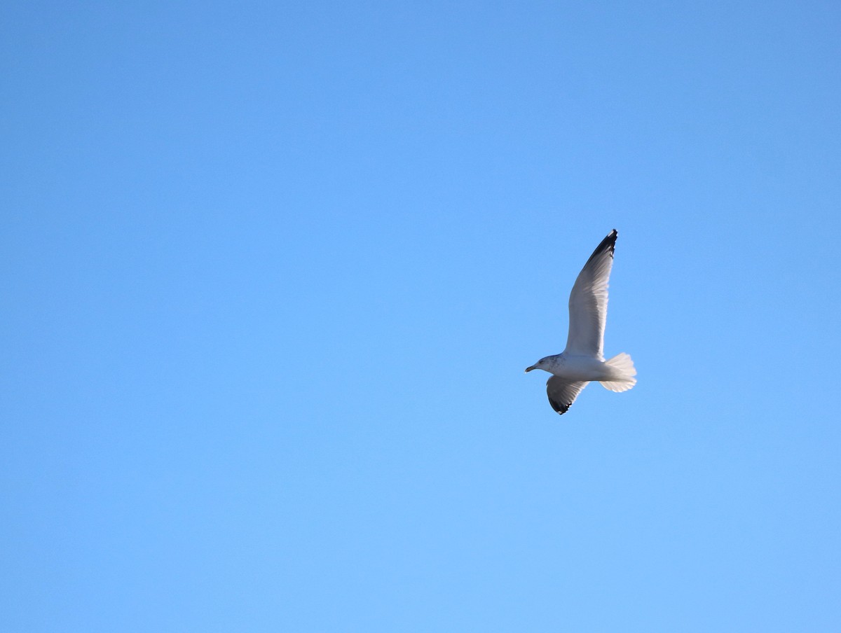 Herring Gull - Lisa Maier