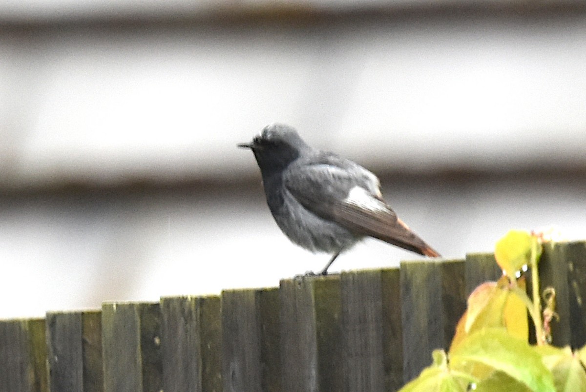 Black Redstart - Blair Whyte