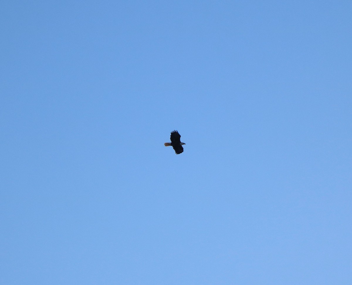 Bald Eagle - Lisa Maier