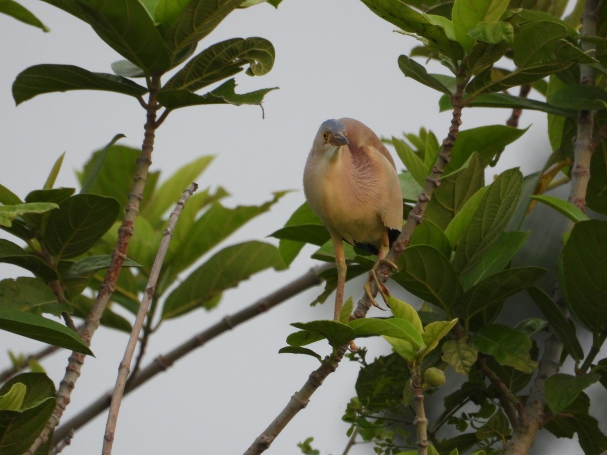 Yellow Bittern - VANDANA MOON