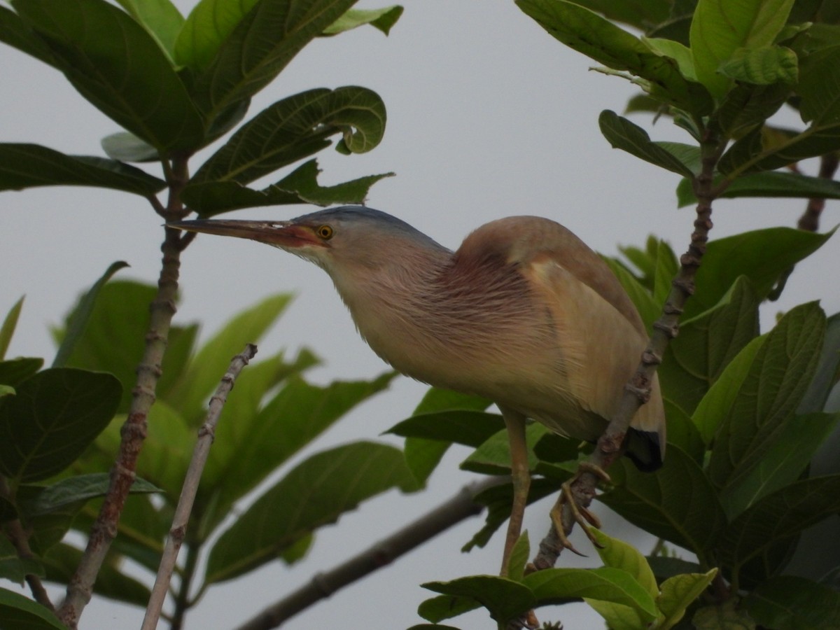 Yellow Bittern - VANDANA MOON