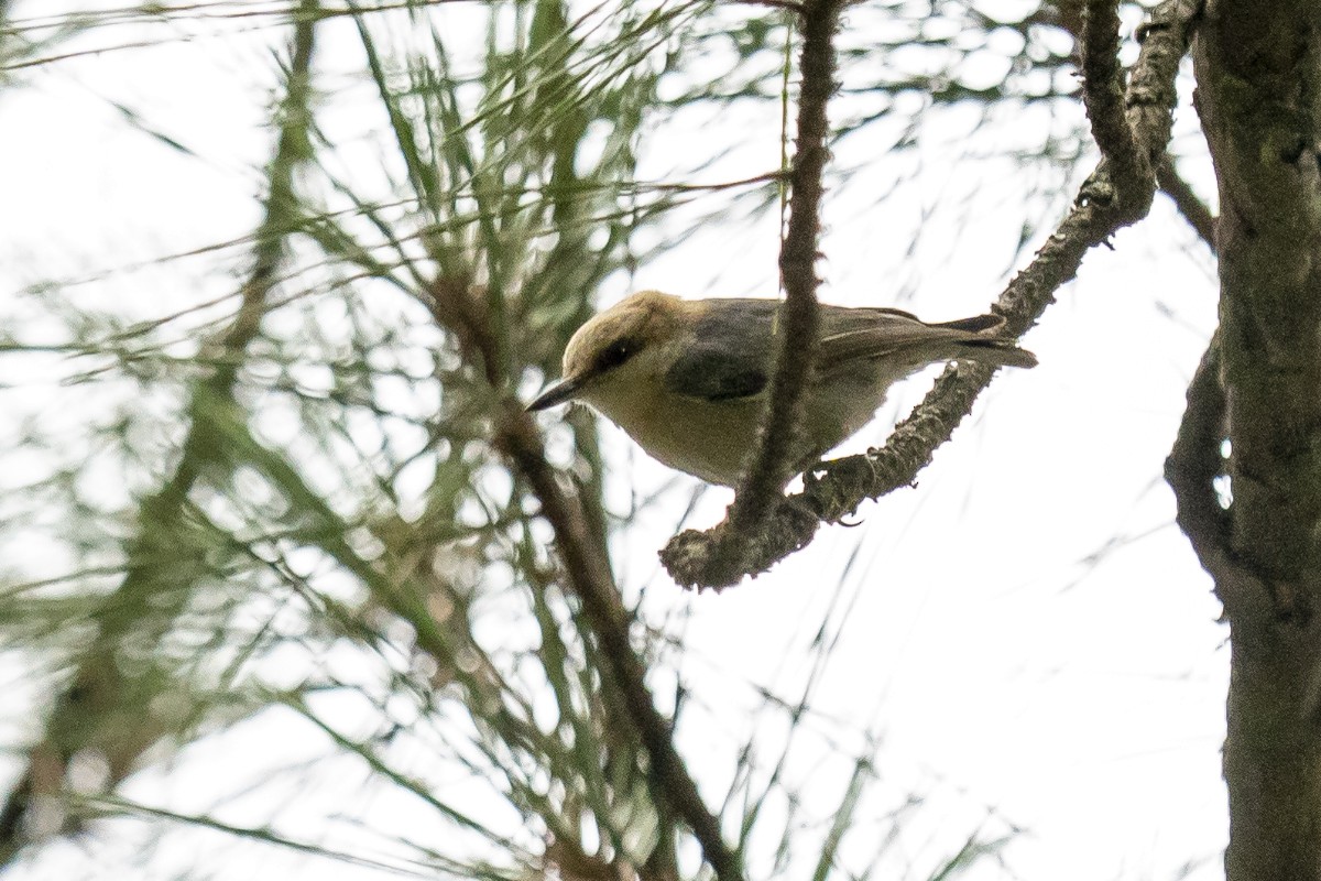 Brown-headed Nuthatch - Slawomir Dabrowski