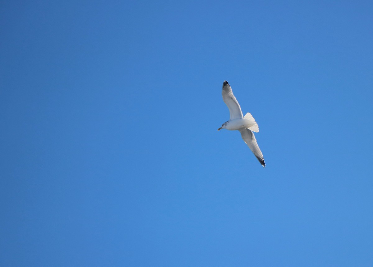 Herring Gull - Lisa Maier