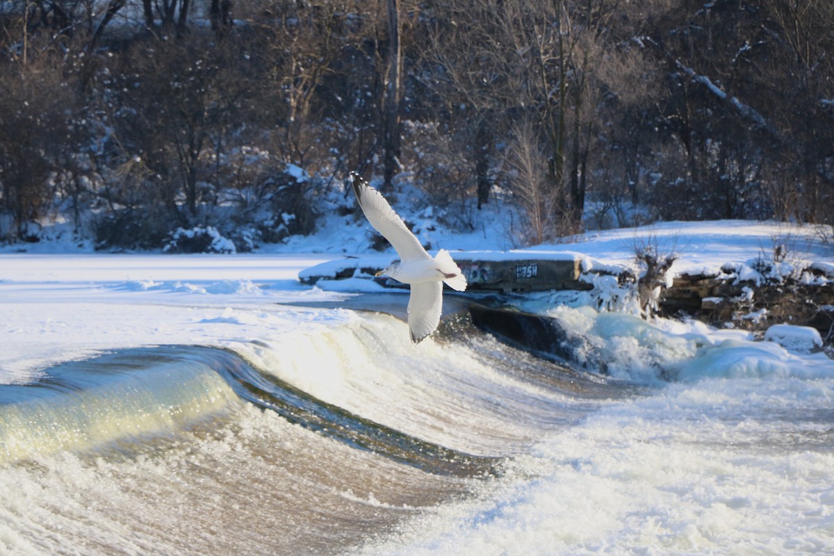 Herring Gull - Lisa Maier