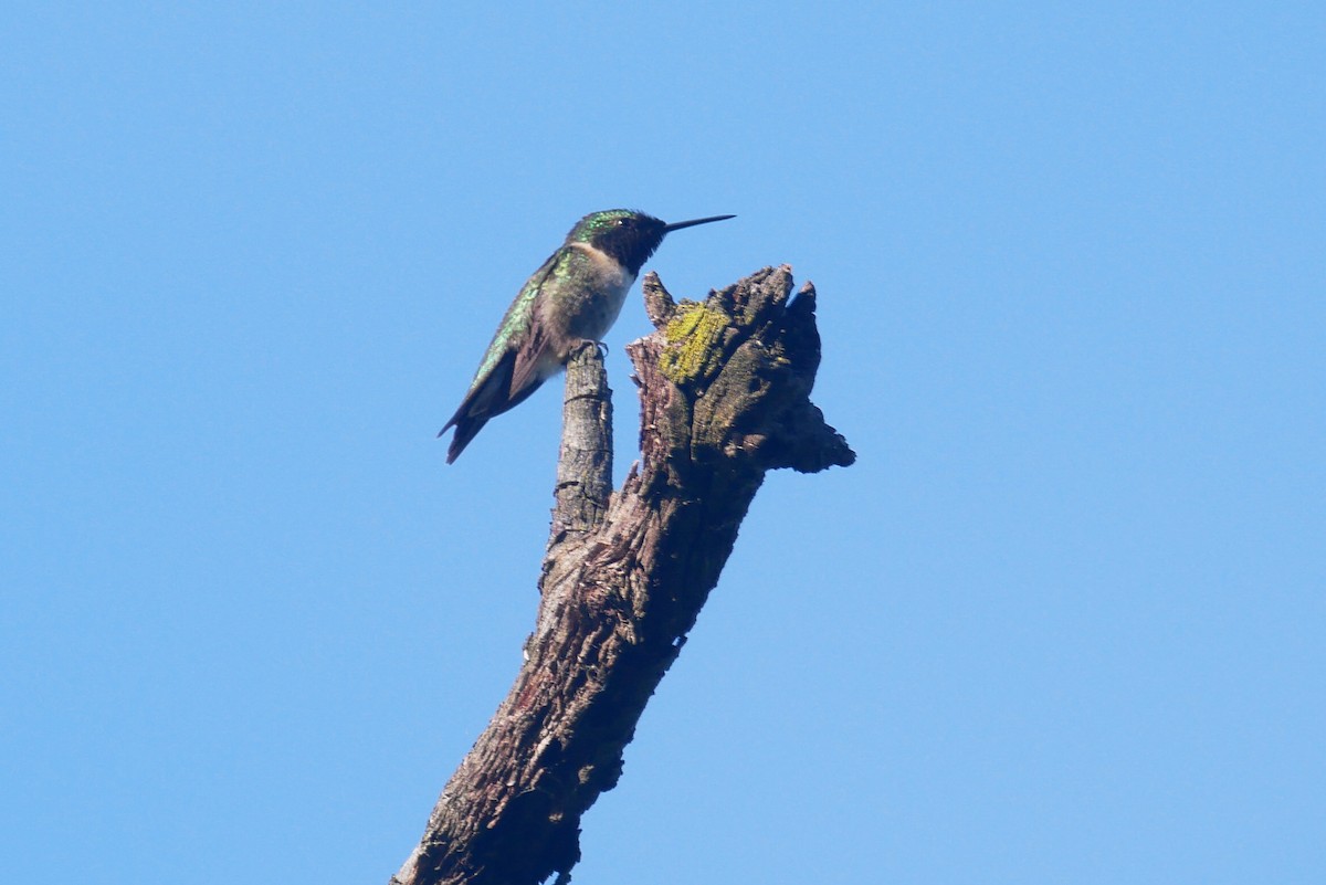 Ruby-throated Hummingbird - Sandeep Biswas