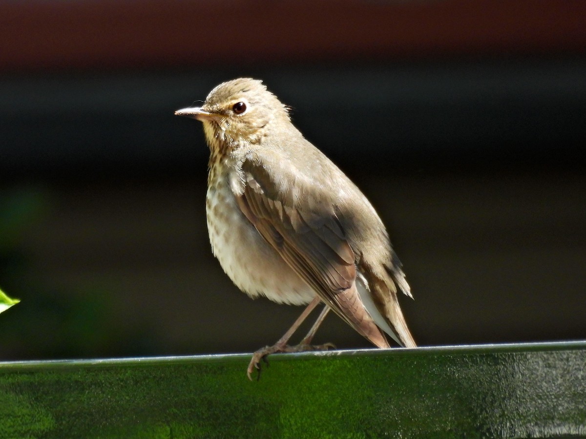 Swainson's Thrush - Spencer Hurt