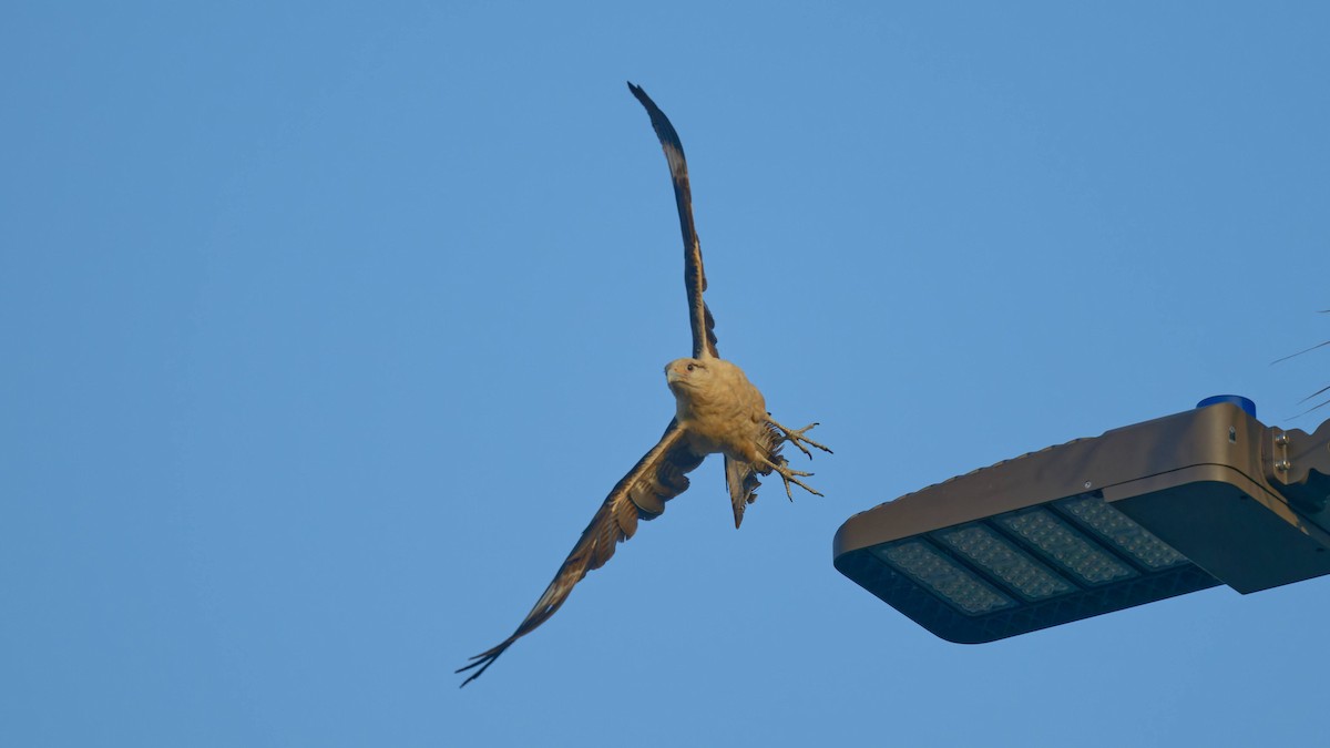 Yellow-headed Caracara - Yoshi Marumo