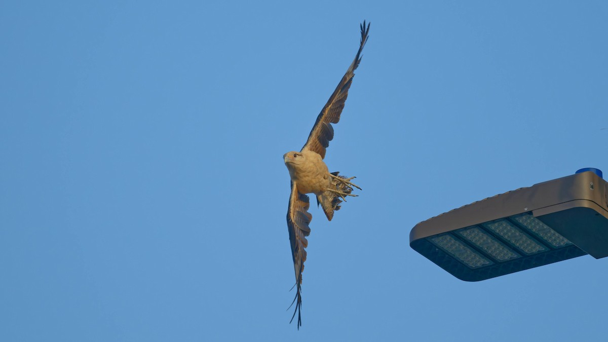 Yellow-headed Caracara - Yoshi Marumo