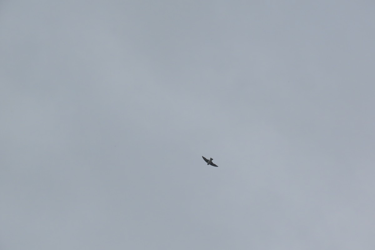 Northern Rough-winged Swallow - Mike Lesnik