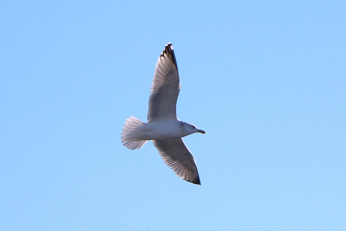 Herring Gull - Lisa Maier