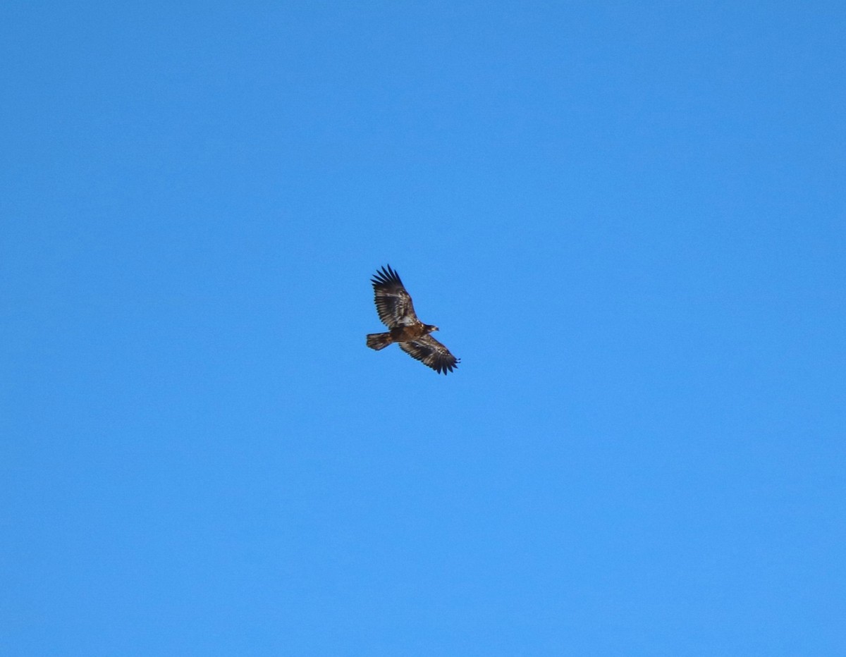 Bald Eagle - Lisa Maier