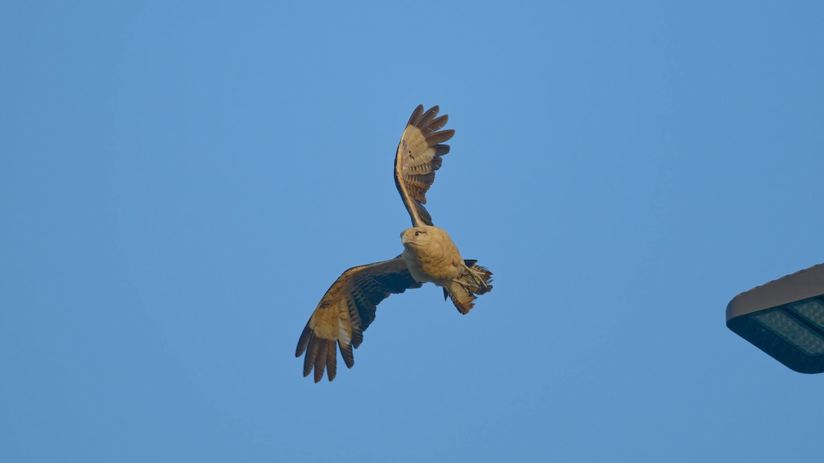 Yellow-headed Caracara - Yoshi Marumo