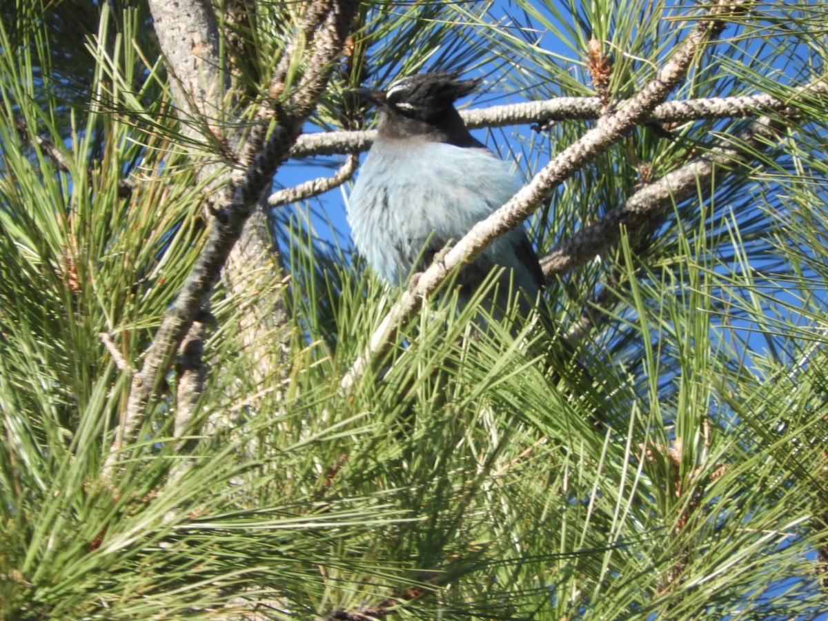 Steller's Jay - Thomas Bürgi