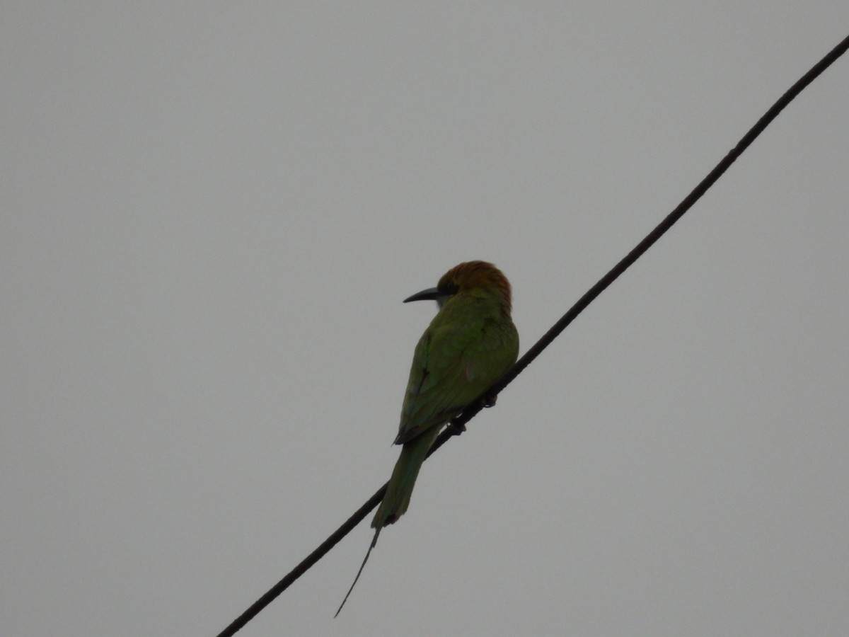 Asian Green Bee-eater - VANDANA MOON