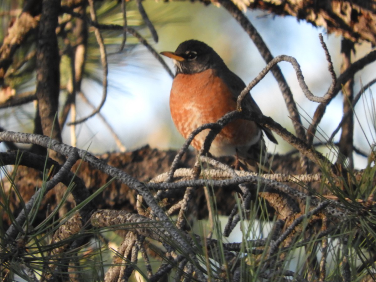 American Robin - Thomas Bürgi