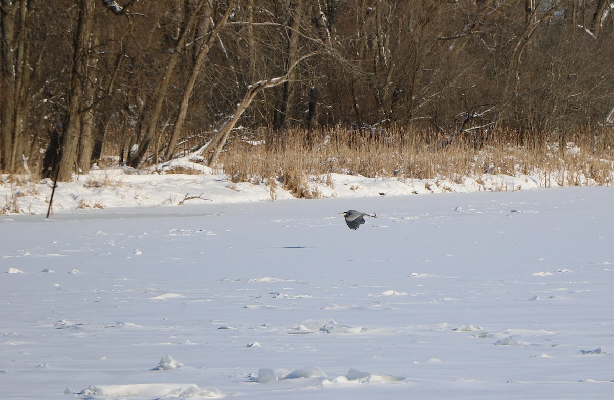 Great Blue Heron - Lisa Maier