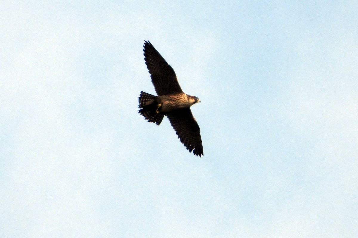 Peregrine Falcon - Francisco Vizcaíno