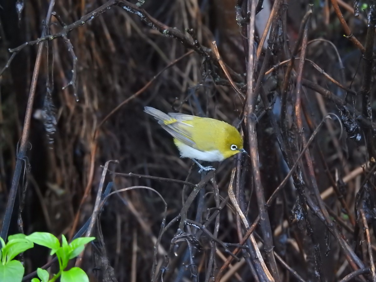 Indian White-eye - Fayis T