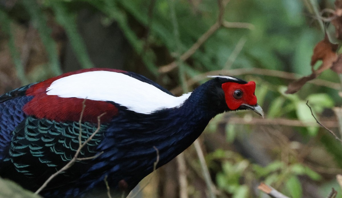 Swinhoe's Pheasant - Simon Pinder