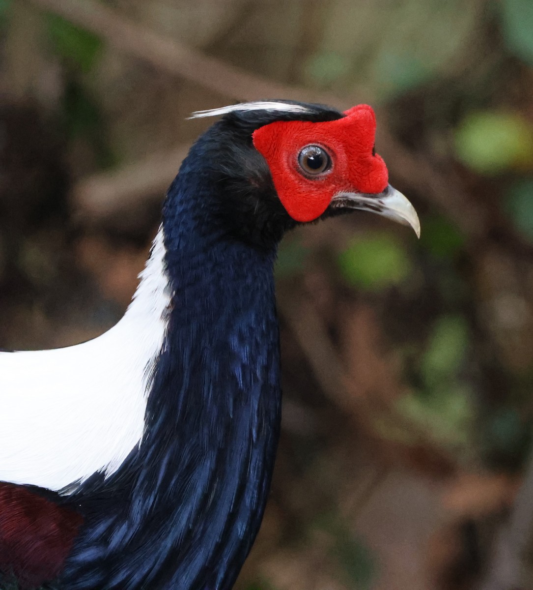 Swinhoe's Pheasant - Simon Pinder