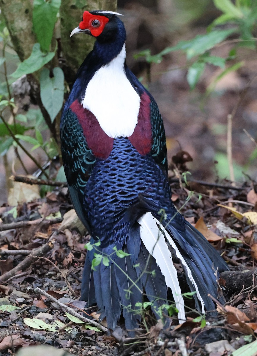 Swinhoe's Pheasant - ML619489116