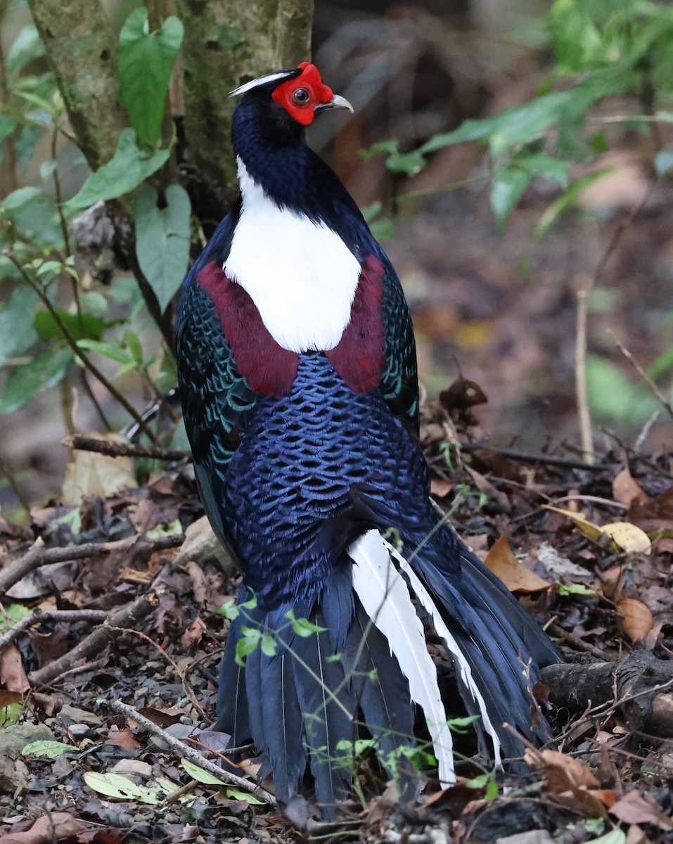 Swinhoe's Pheasant - ML619489117