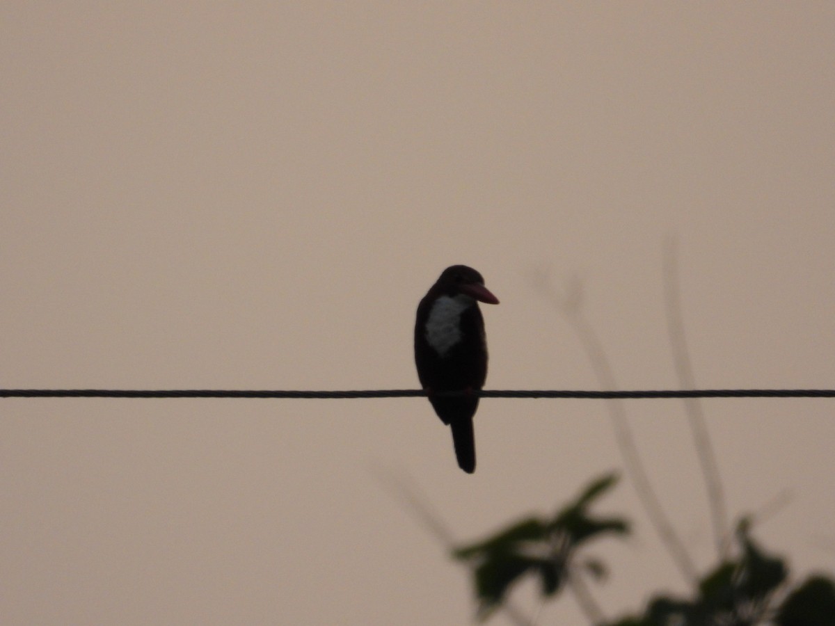 Pied Kingfisher - VANDANA MOON