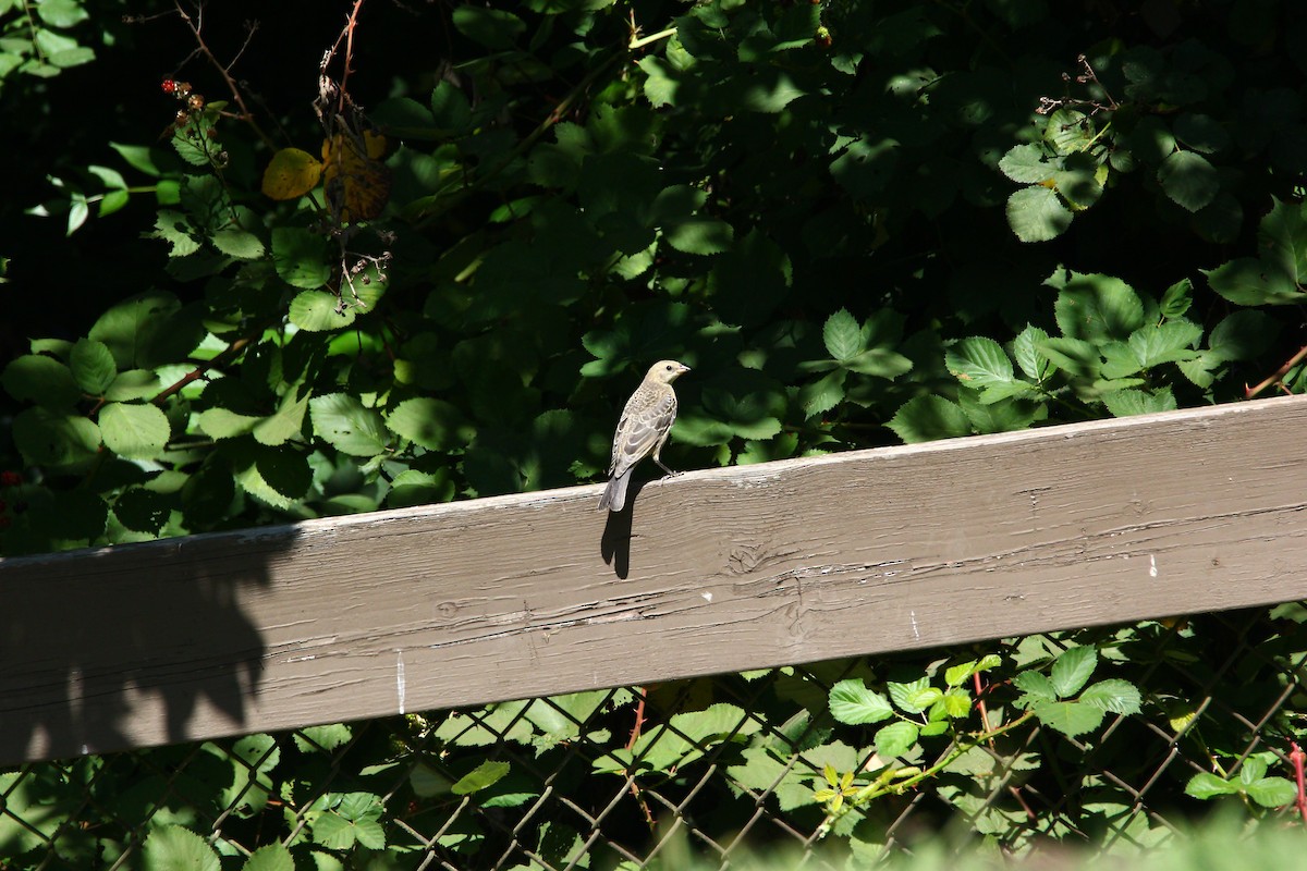 Brown-headed Cowbird - Joshua(是語) Chen(陳)