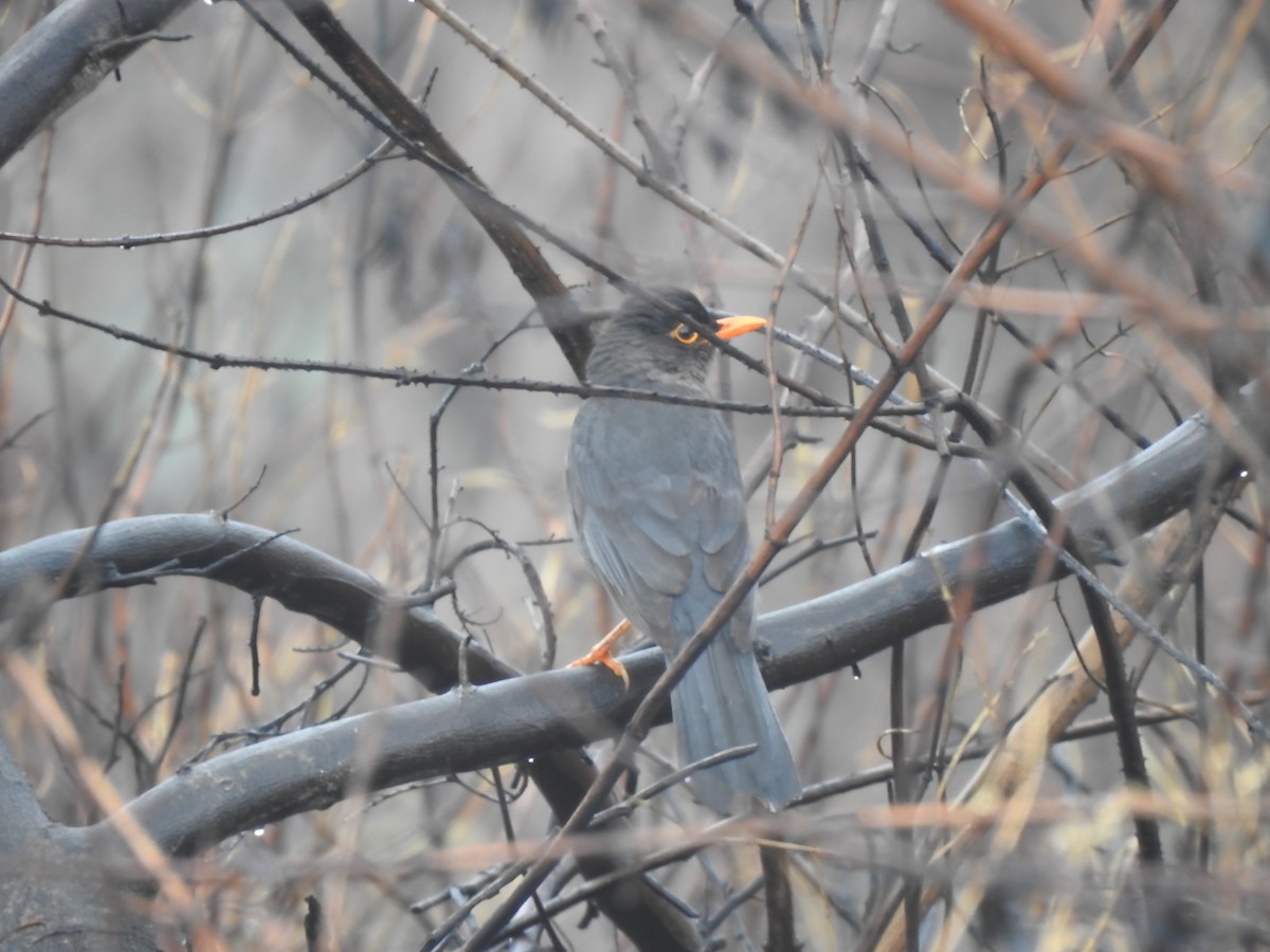 Indian Blackbird - Fayis T