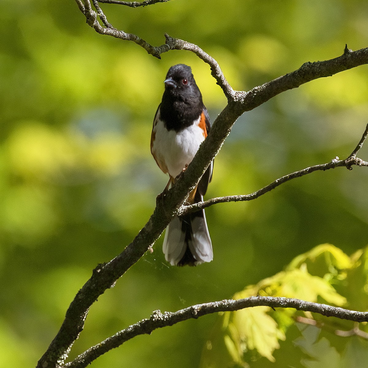 Eastern Towhee - Dan Vickers