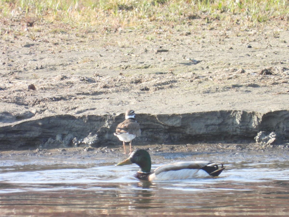 Killdeer - Vince Hiebert