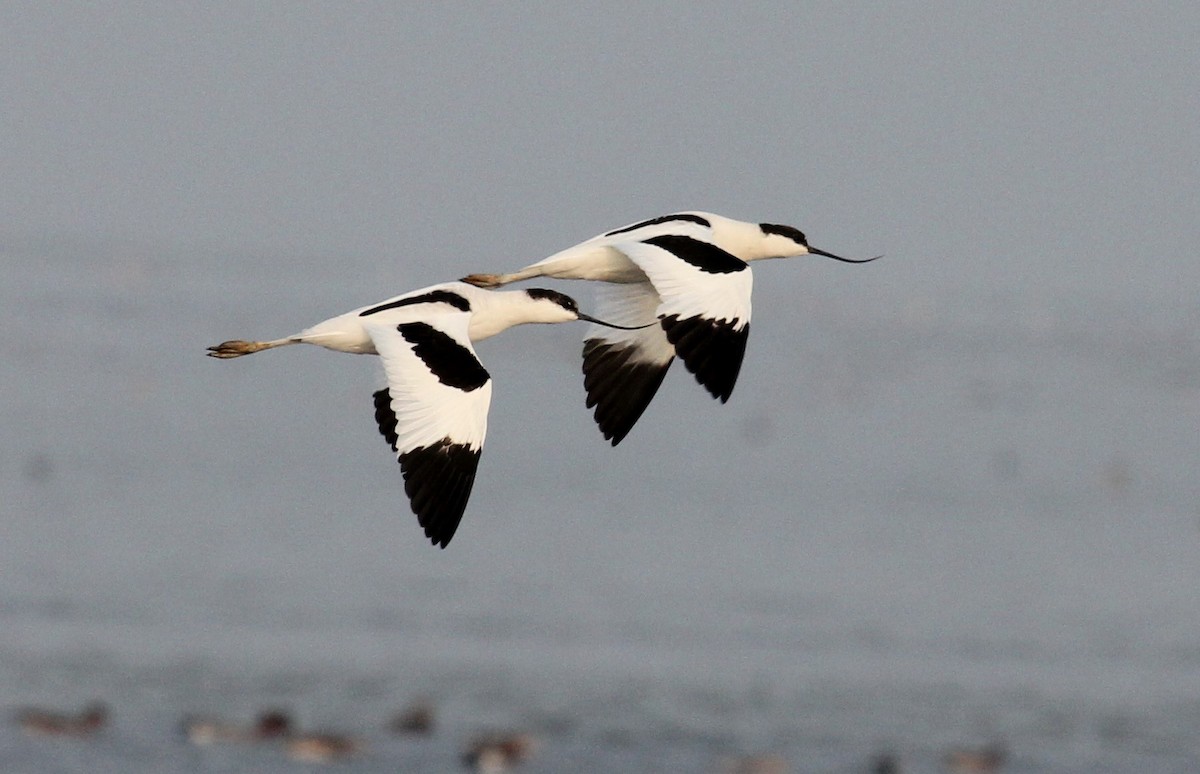 Pied Avocet - Tarun Singh