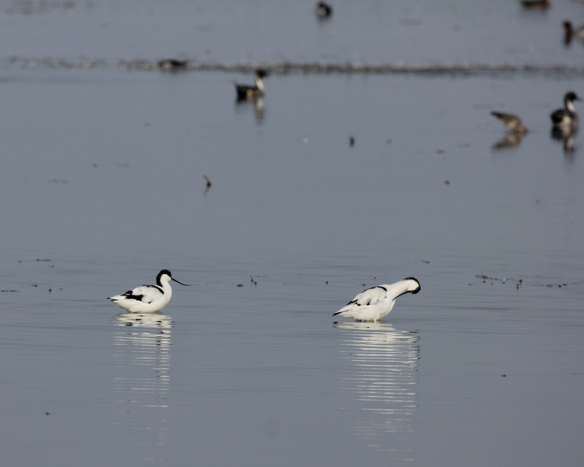 Pied Avocet - Tarun Singh