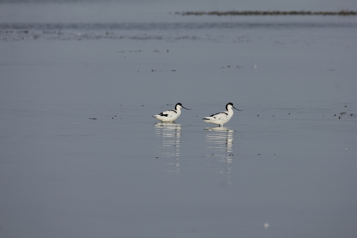 Pied Avocet - Tarun Singh