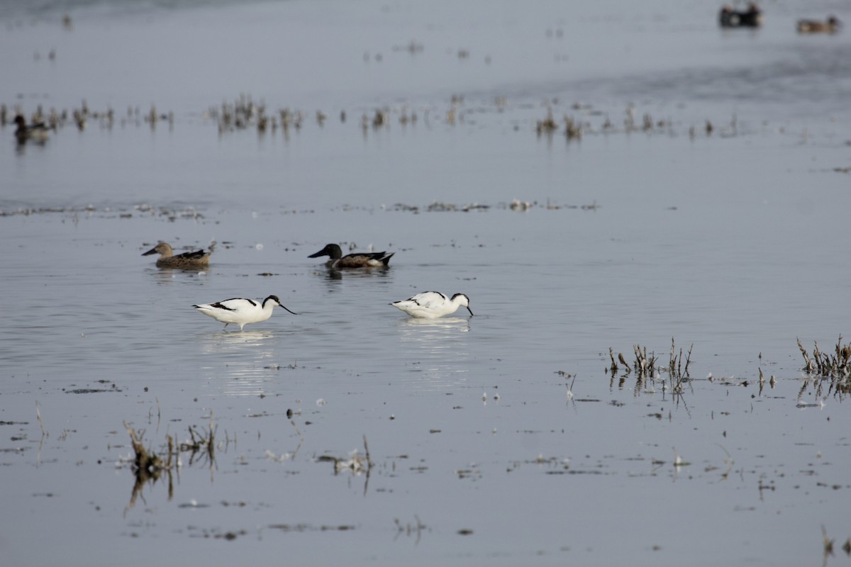 Pied Avocet - Tarun Singh