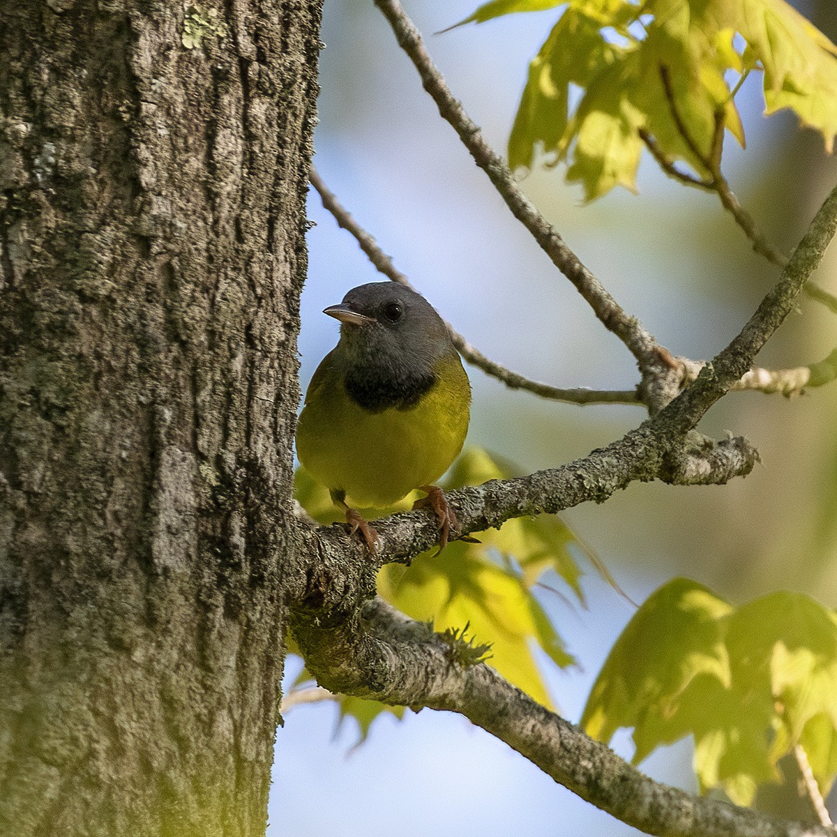 Mourning Warbler - Dan Vickers