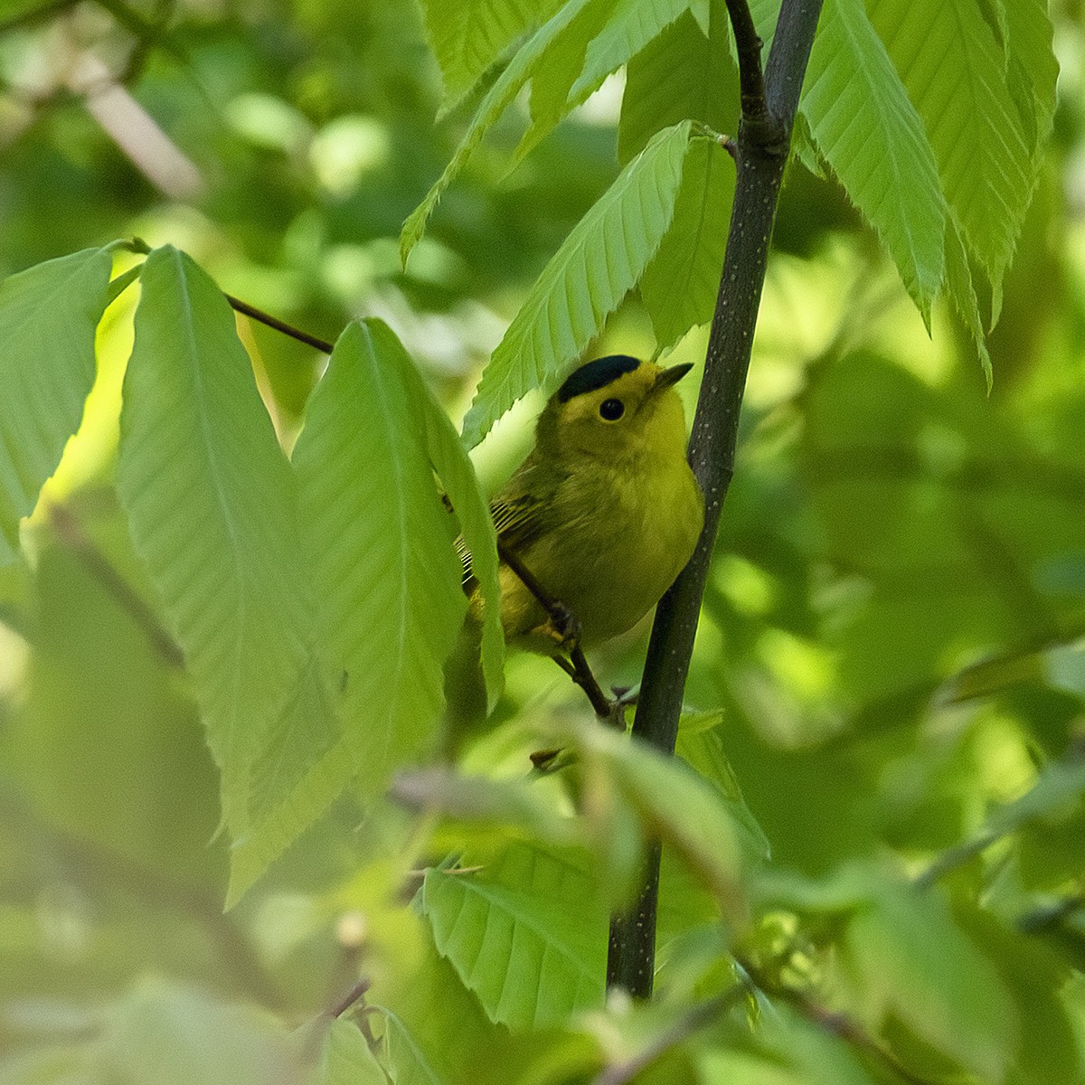 Wilson's Warbler - Dan Vickers