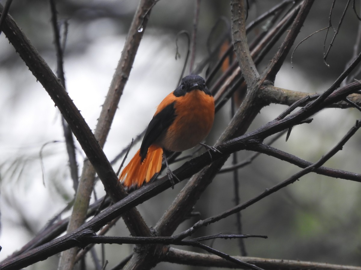 Black-and-orange Flycatcher - Fayis T