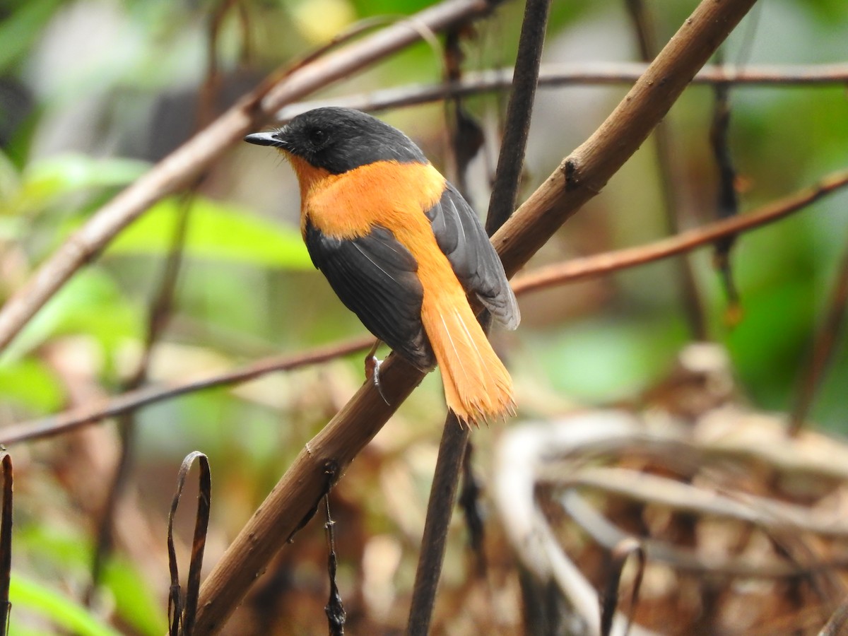 Black-and-orange Flycatcher - Fayis T