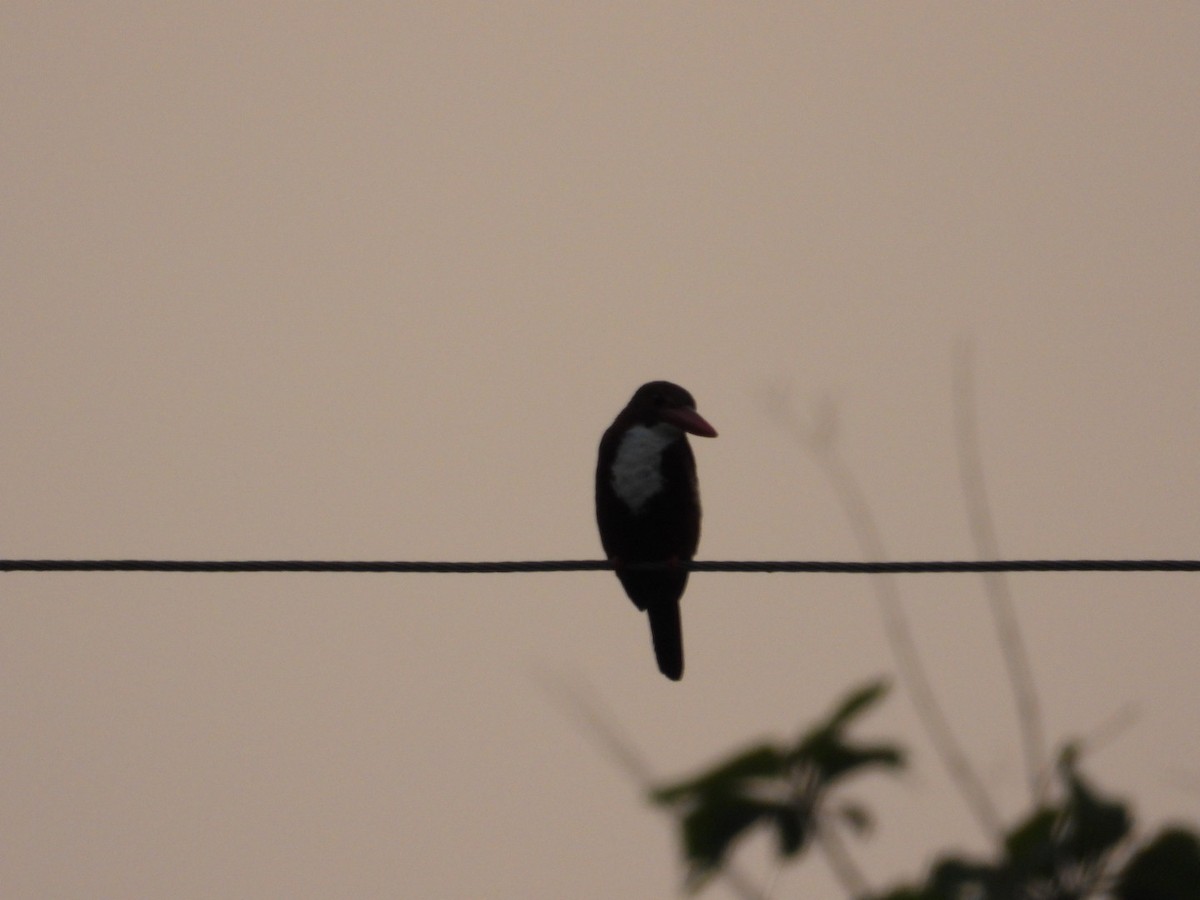 White-throated Kingfisher - VANDANA MOON