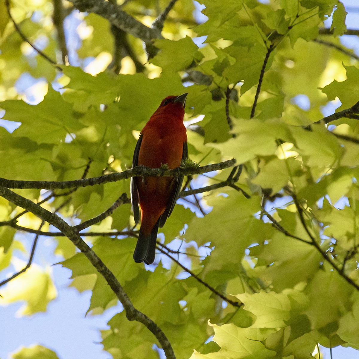 Scarlet Tanager - Dan Vickers