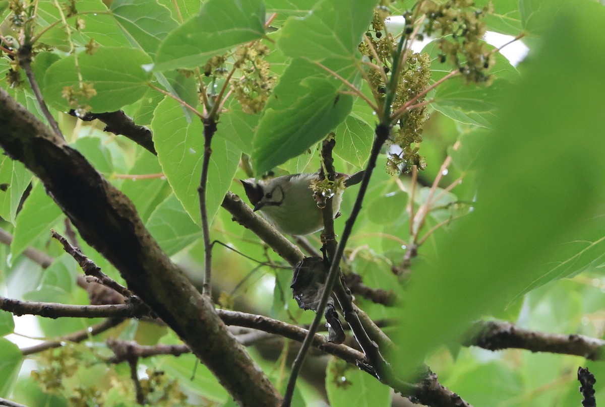 Yuhina de Formosa - ML619489166